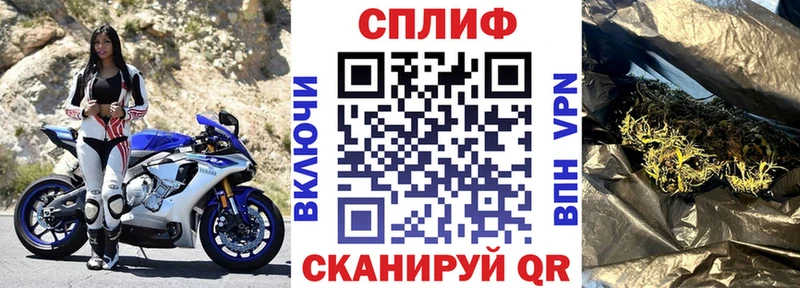 Конопля гибрид Бабаево